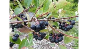 aronia the superfood that protects your heart